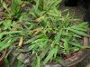 image of Pyrrosia linearifolia