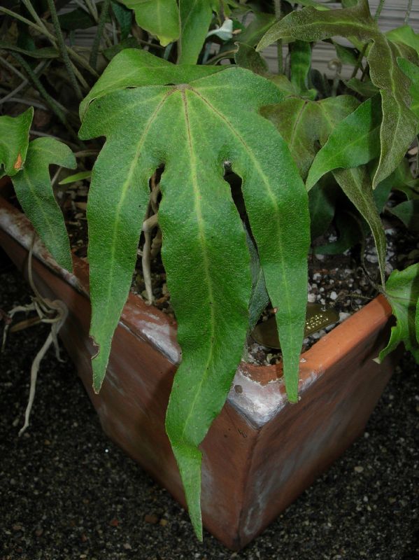 Polypodiaceae Pyrrosia polydactyla
