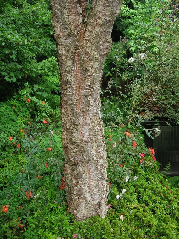 Fagaceae Quercus suber