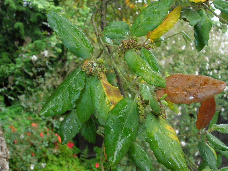 Fagaceae Quercus suber