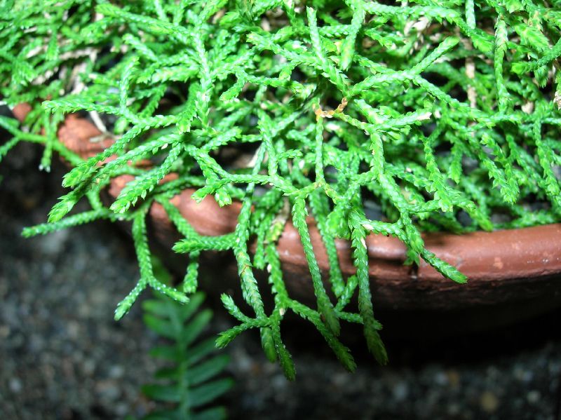 Selaginellaceae Selaginella sanguiolenta