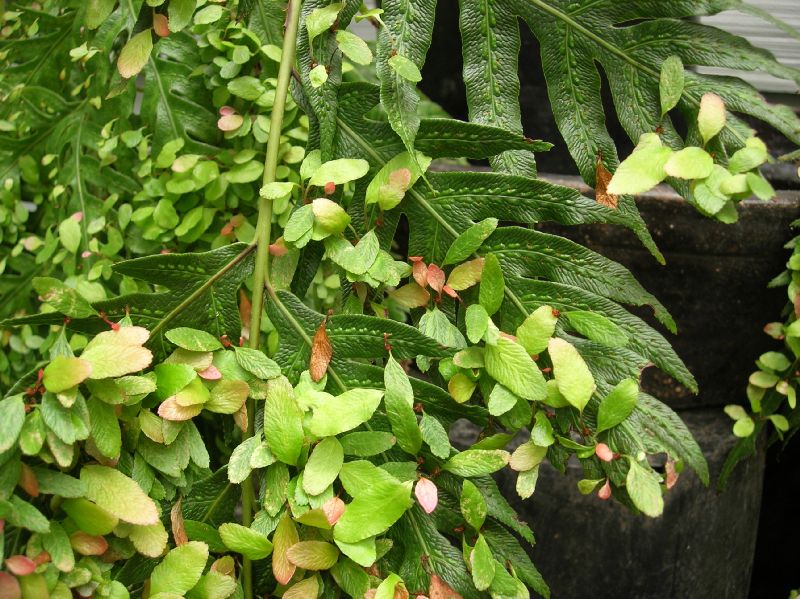 Blechnaceae Woodwardia orientalis