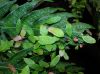 image of Woodwardia orientalis