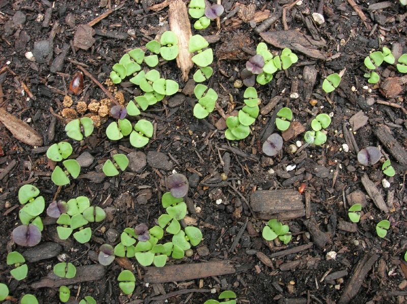 Lamiaceae Ocimum basilicum