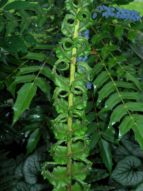 Blechnaceae Parablechnum chilense