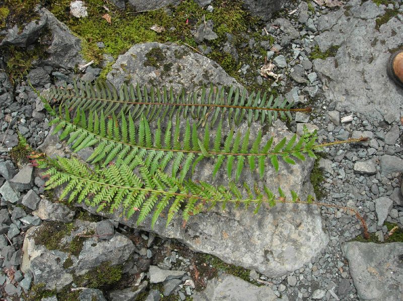 Dryopteridaceae Polystichum andersonii X munitum