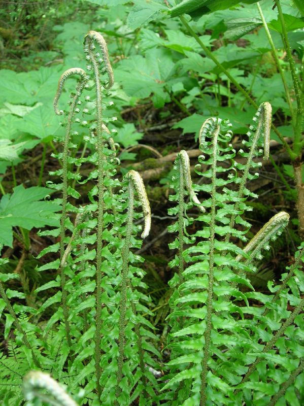 Dryopteridaceae Polystichum munitum