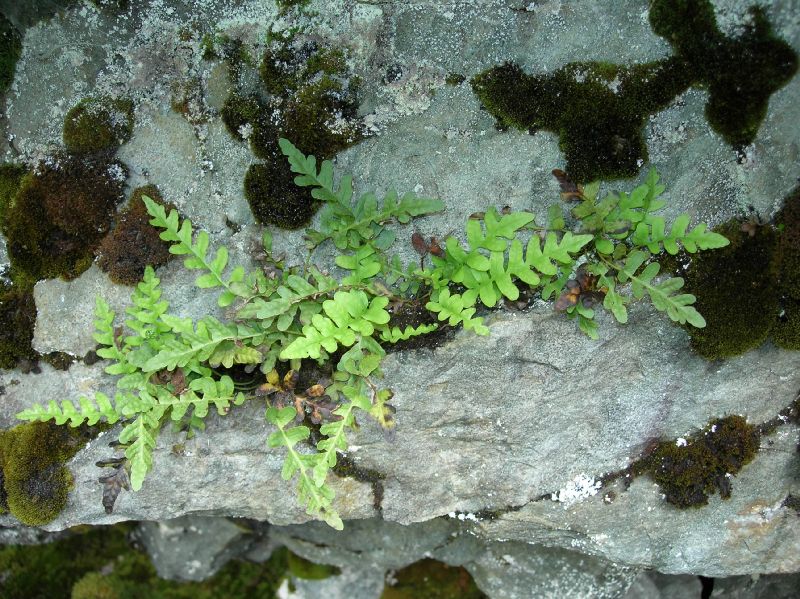 Polypodiaceae Polypodium amorphum