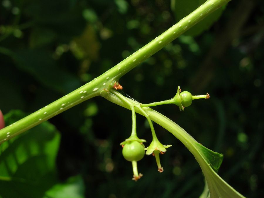 Celastraceae Celastrus scandens