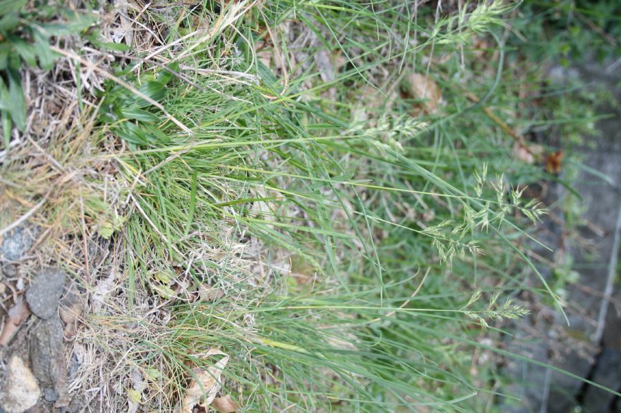Poaceae Poa bulbifera