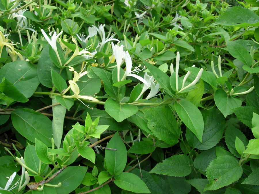 Caprifoliaceae Lonicera japonica