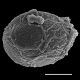 image of Austroblechnum membranaceum