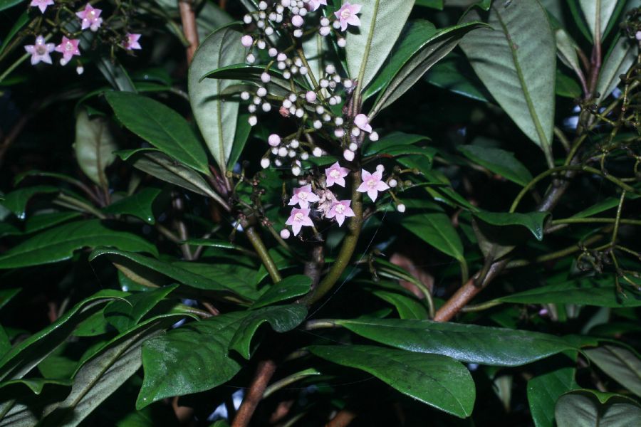 Primulaceae Ardisia 