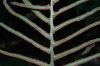 image of Plagiogyria semicordata