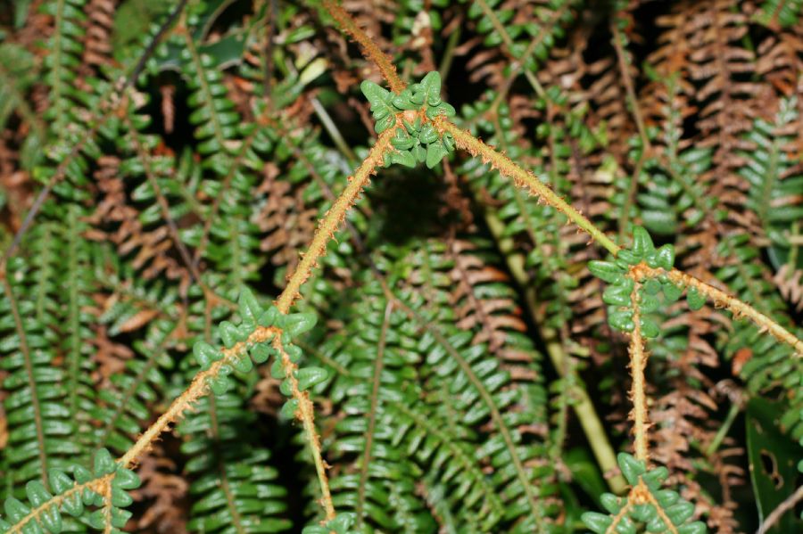 Gleicheniaceae Sticherus revolutus