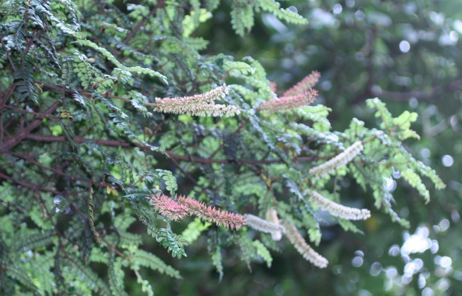 Cunoniaceae Weinmannia fagaroides