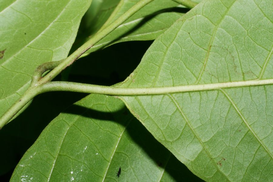 Combretaceae Combretum decandrum