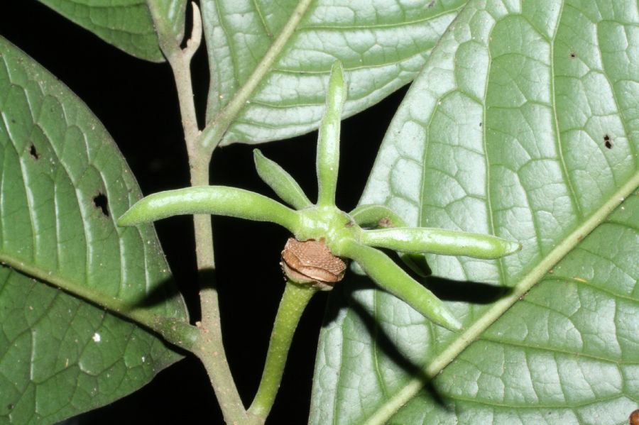 Annonaceae Cymbopetalum torulosum