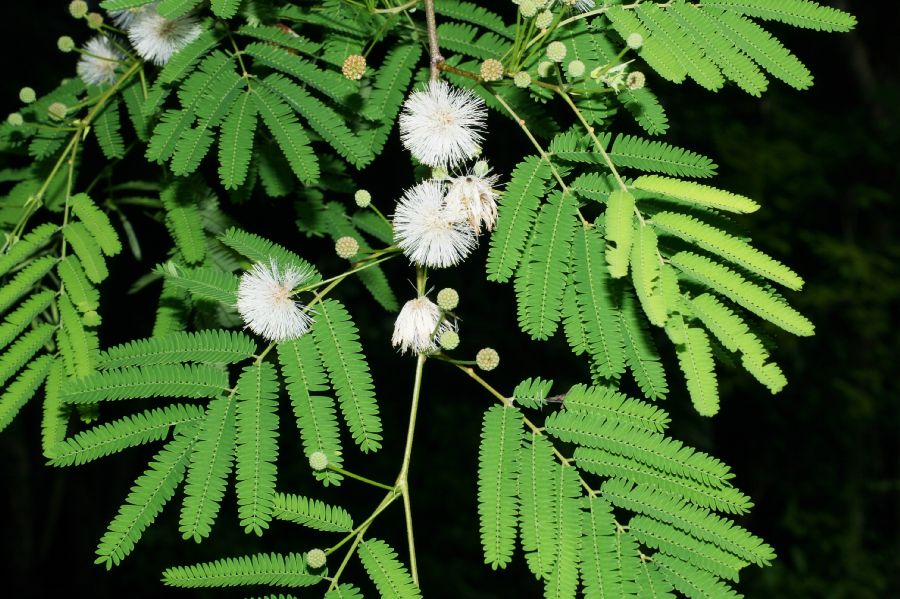 Fabaceae Lysiloma divaricata