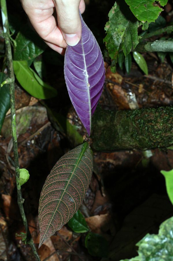 Rubiaceae Psychotria surensis