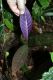 image of Psychotria surensis