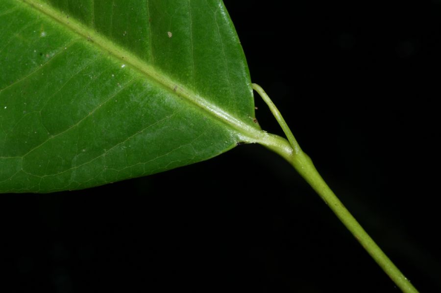 Humiriaceae Sacoglottis trichogyna