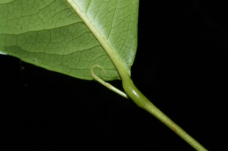Humiriaceae Sacoglottis trichogyna