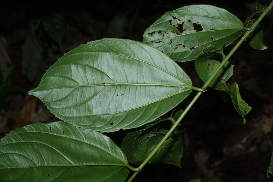 Hernandiaceae Sparattanthelium amazonicum