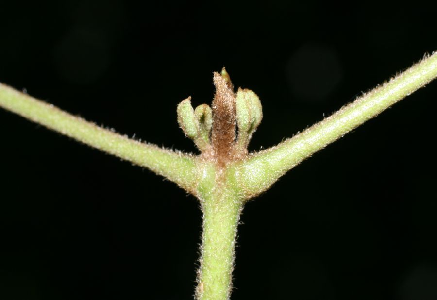 Bignoniaceae Stizophyllum inaequilaterum