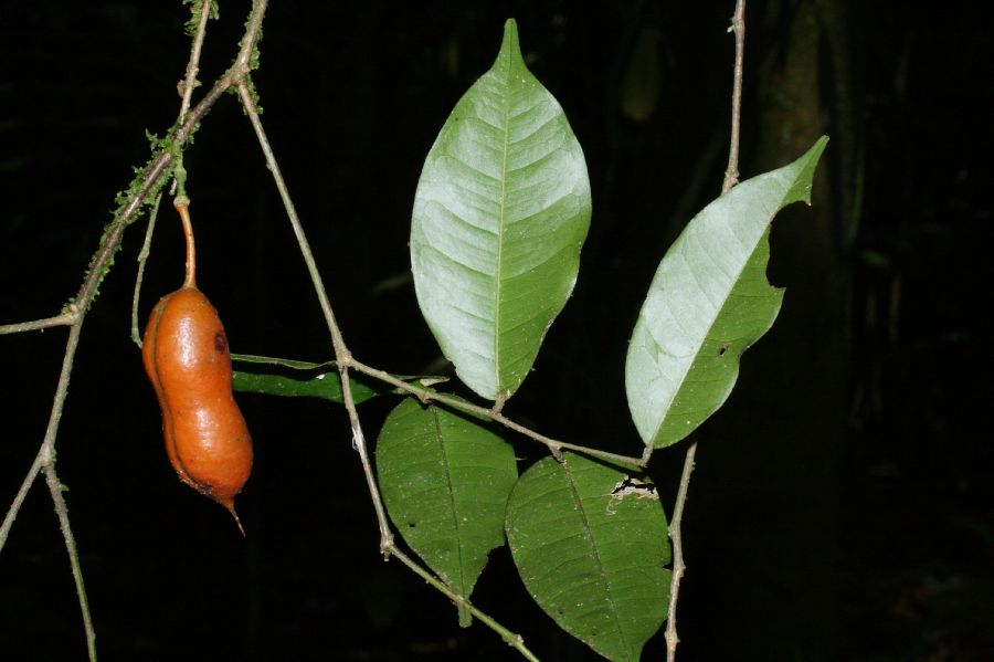 Fabaceae Swartzia costaricensis