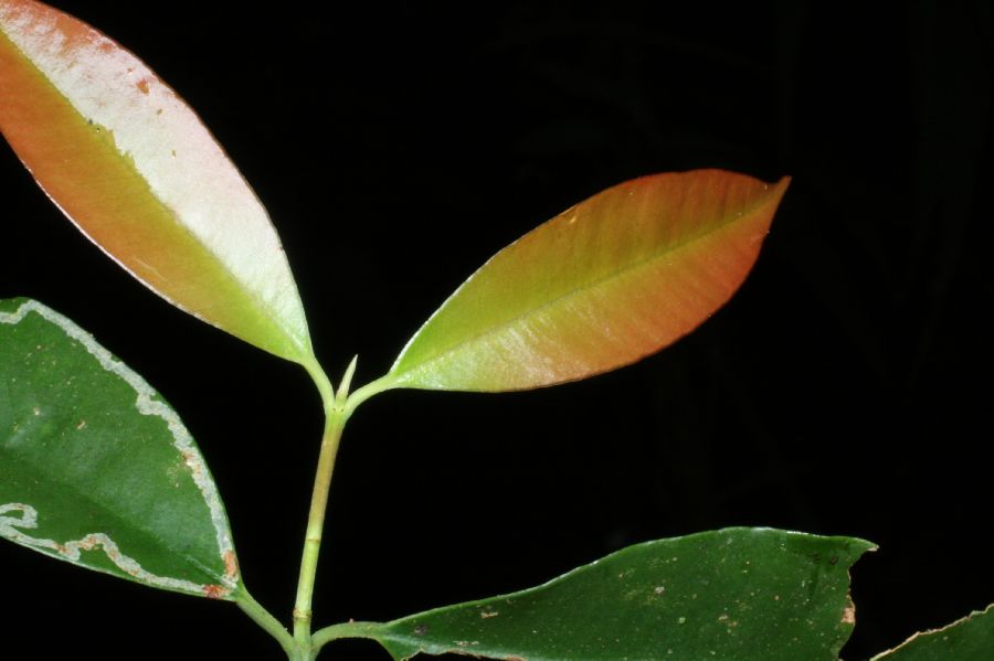 Clusiaceae Symphonia globulifera