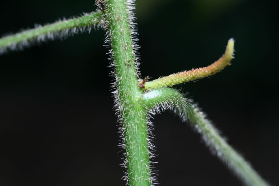Euphorbiaceae Acalypha costaricensis