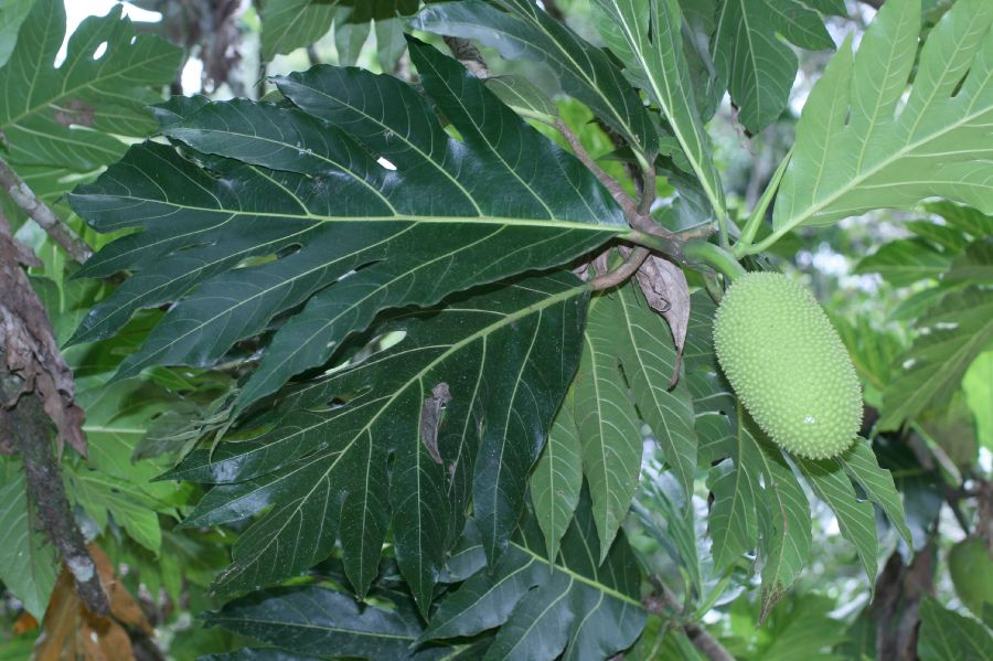 Moraceae Artocarpus atilis