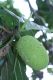 image of Artocarpus atilis