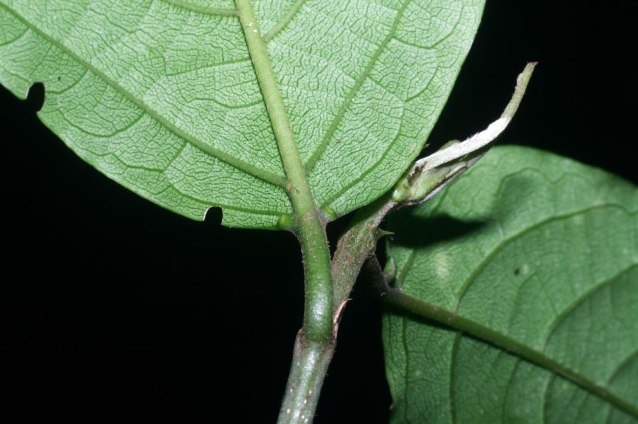 Rhamnaceae Colubrina spinosa