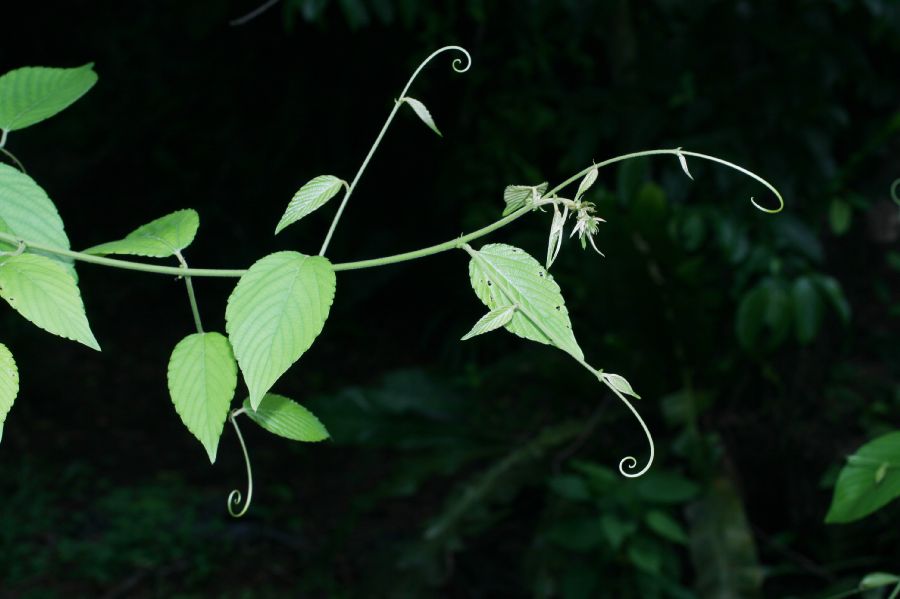 Rhamnaceae Gouania polygama