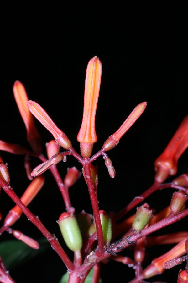 Rubiaceae Hamelia patens