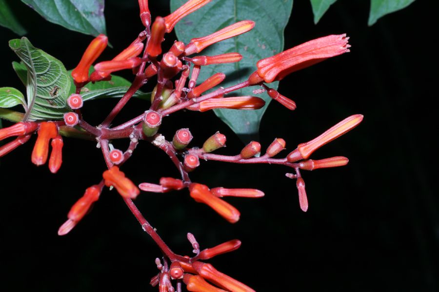 Rubiaceae Hamelia patens