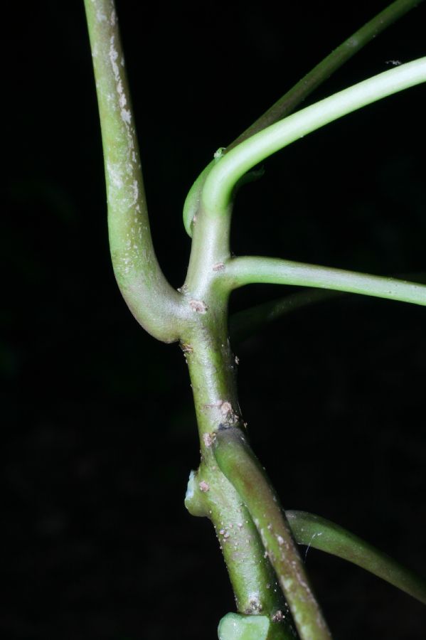 Caricaceae Jacaratia daulichaula