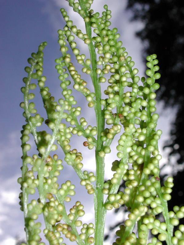 Ophioglossaceae Botrychium virginianum