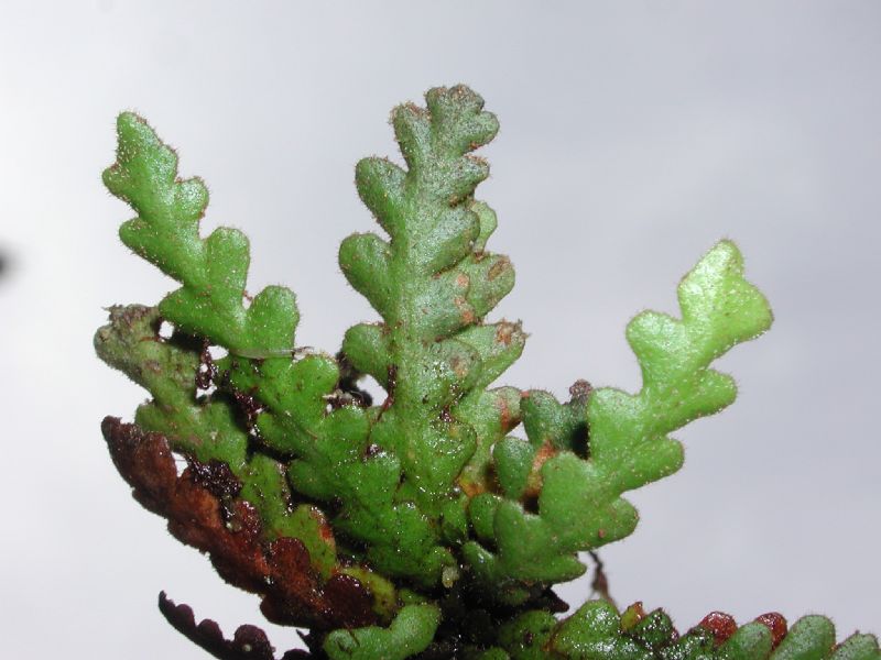 Grammitidaceae Ceradenia pruinosa