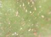 image of Ceradenia pruinosa