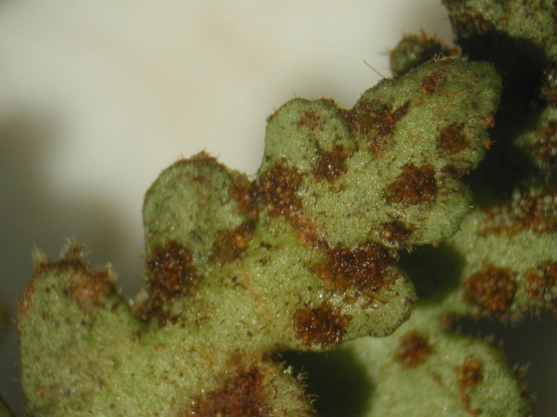 Grammitidaceae Ceradenia pruinosa