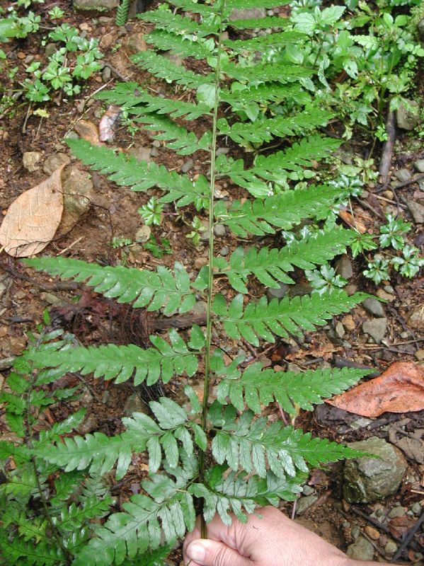 Athyriaceae Diplazium lonchophyllum