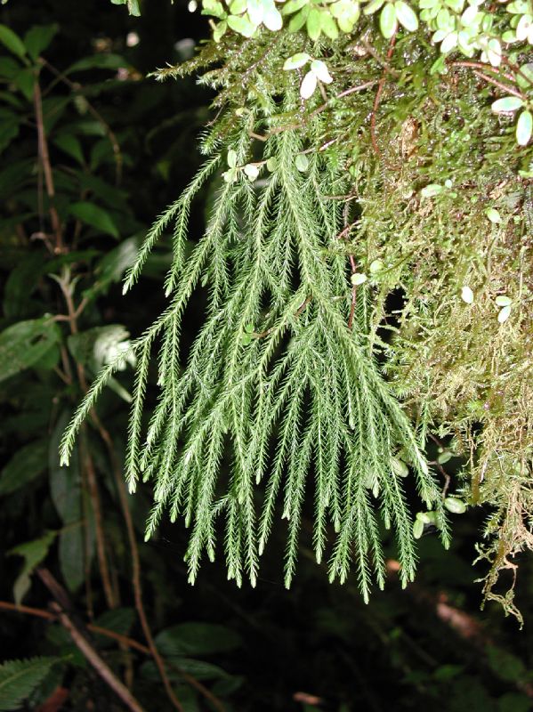 Lycopodiaceae Phlegmariurus acerosus