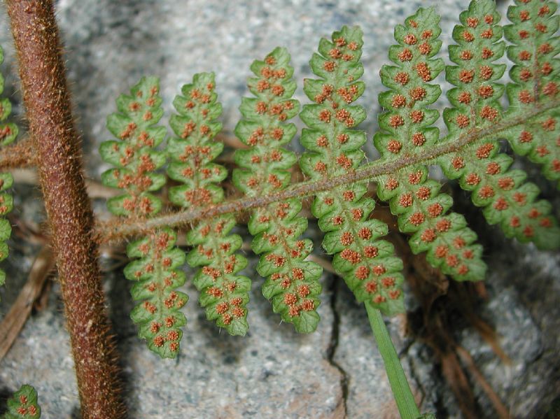 Dryopteridaceae Megalastrum pulverulentum