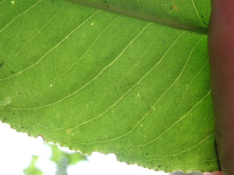 Primulaceae  