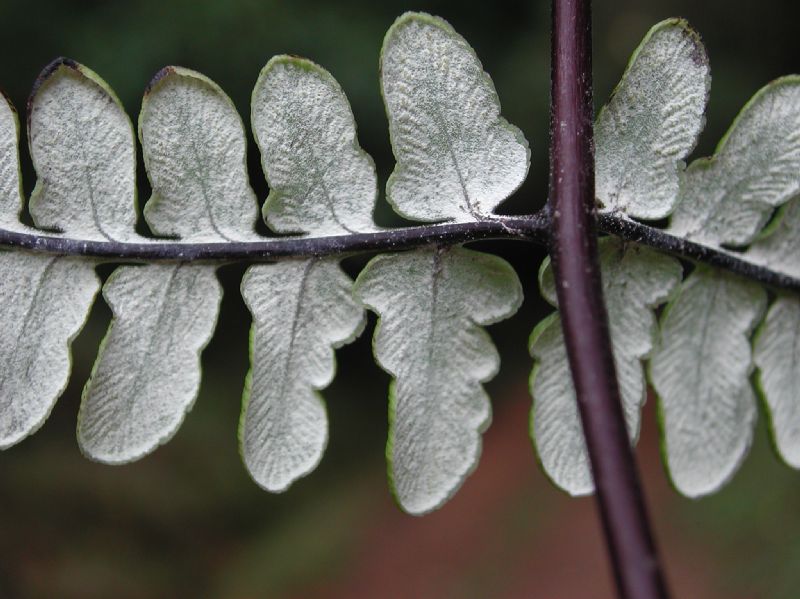Pteridaceae Pityrogramma ebenea