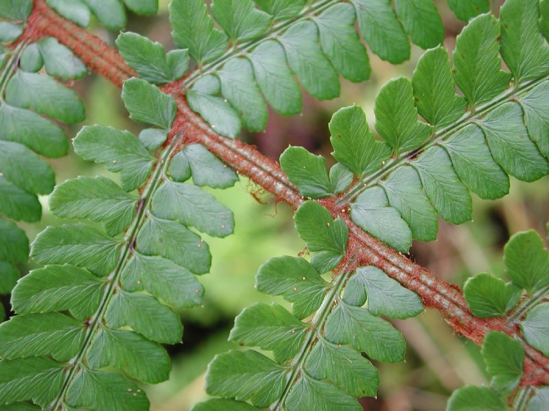 Dryopteridaceae Polystichum concinnum