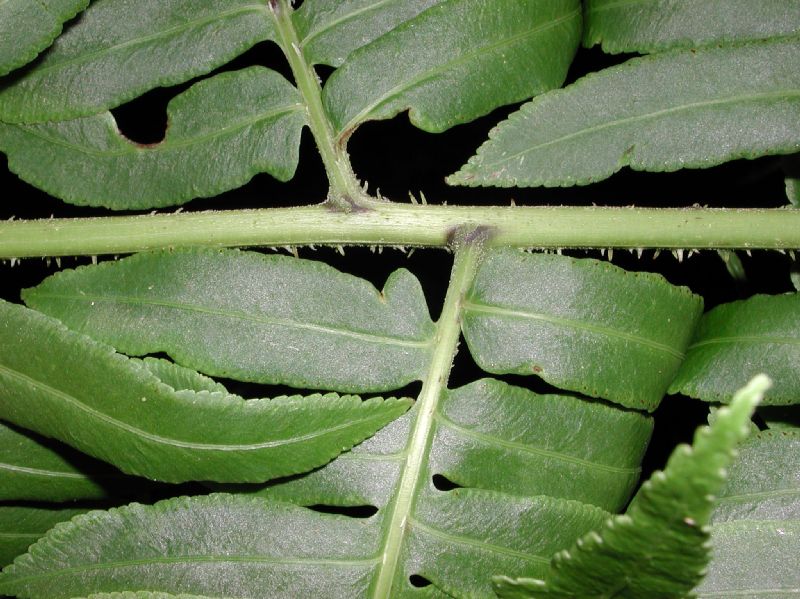 Pteridaceae Pteris livida